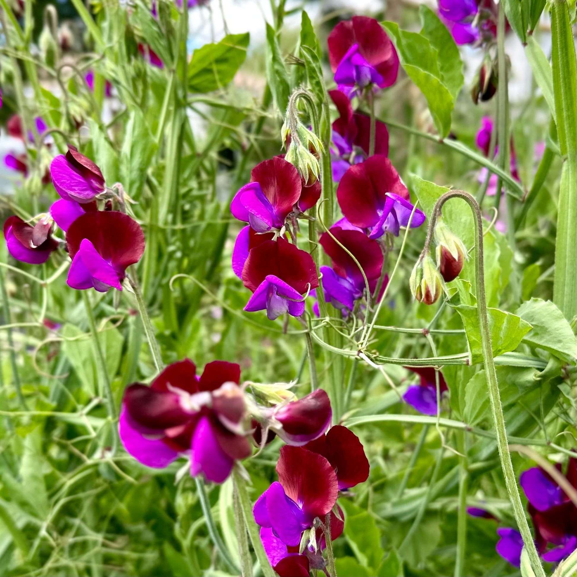 Sweet Pea 'Matucana' Seeds - Hollyhock Hill