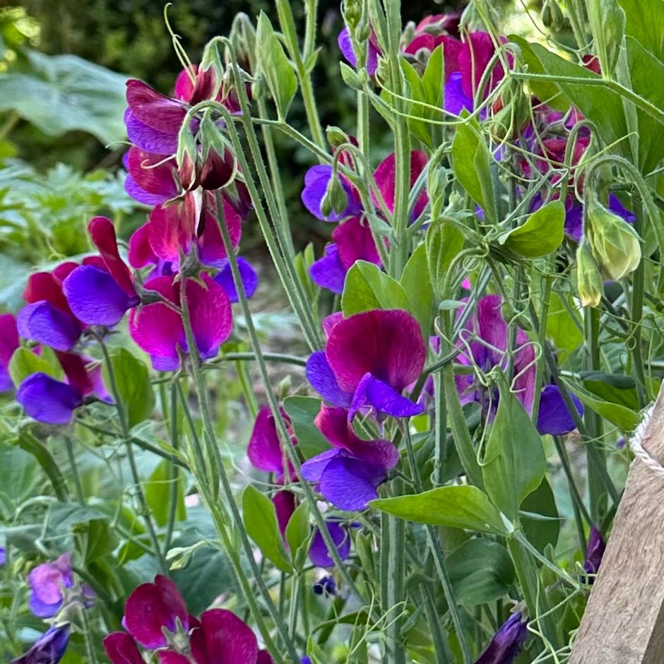 Sweet Pea 'Matucana' Seeds - Hollyhock Hill