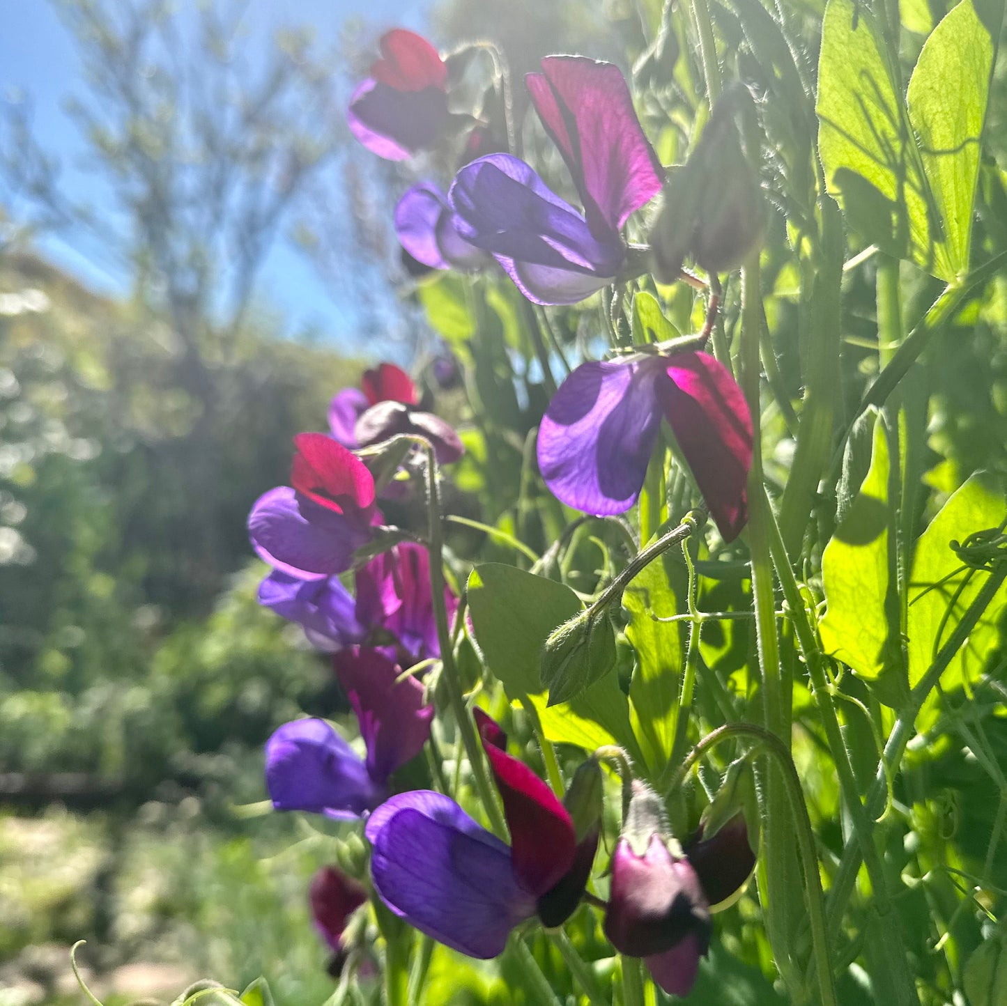 Sweet Pea 'Matucana' Seeds - Hollyhock Hill