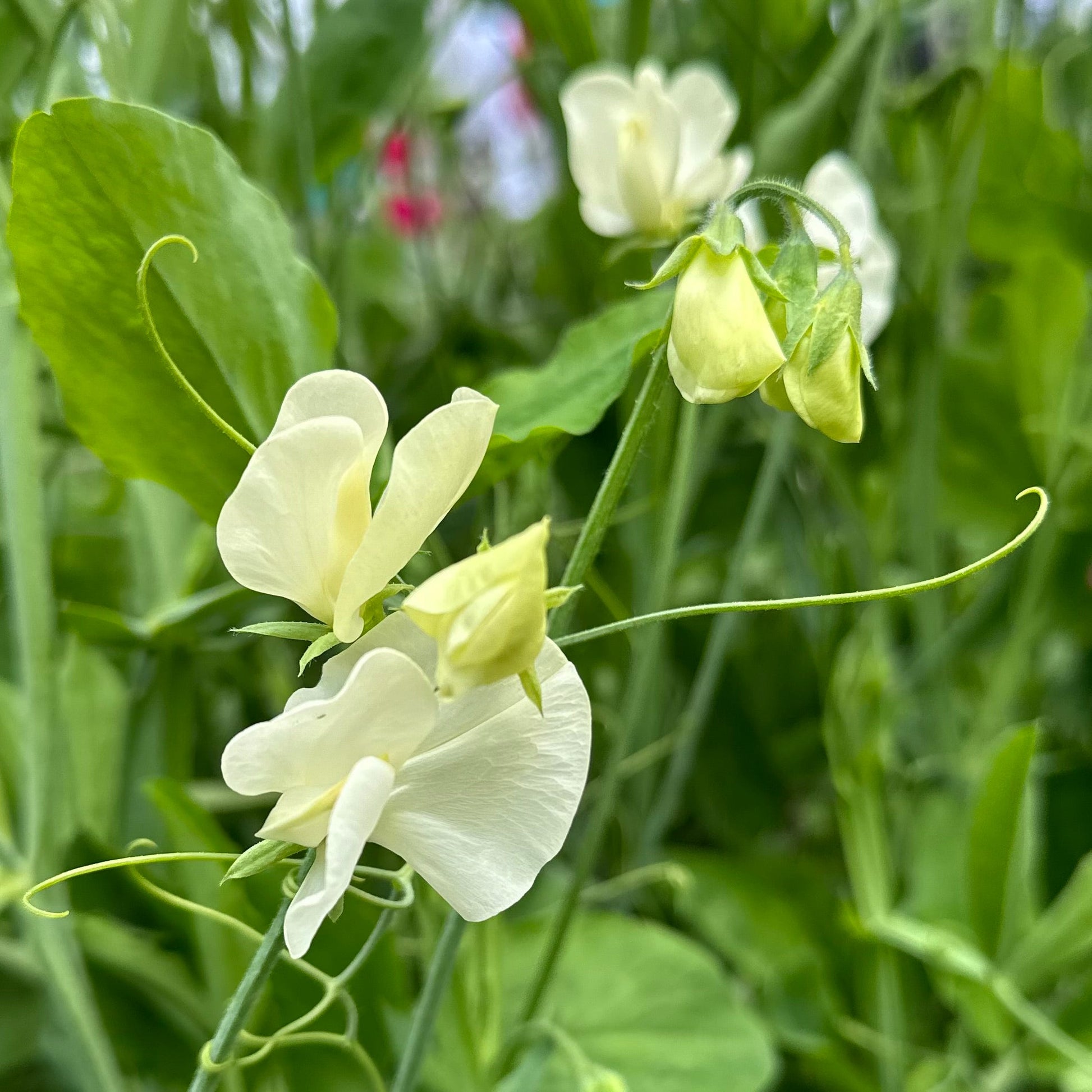 Sweet Pea ‘Mrs Collier’ Seeds COMING SOON - Hollyhock Hill