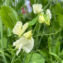 Load image into Gallery viewer, Sweet Pea ‘Mrs Collier’ Seeds COMING SOON - Hollyhock Hill
