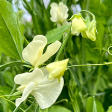 Load image into Gallery viewer, Sweet Pea ‘Mrs Collier’ Seeds COMING SOON - Hollyhock Hill
