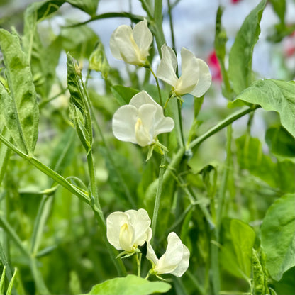 Sweet Pea ‘Mrs Collier’ Seeds COMING SOON - Hollyhock Hill