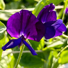 Load image into Gallery viewer, Sweet Pea ‘My Navy’ Seeds - Hollyhock Hill
