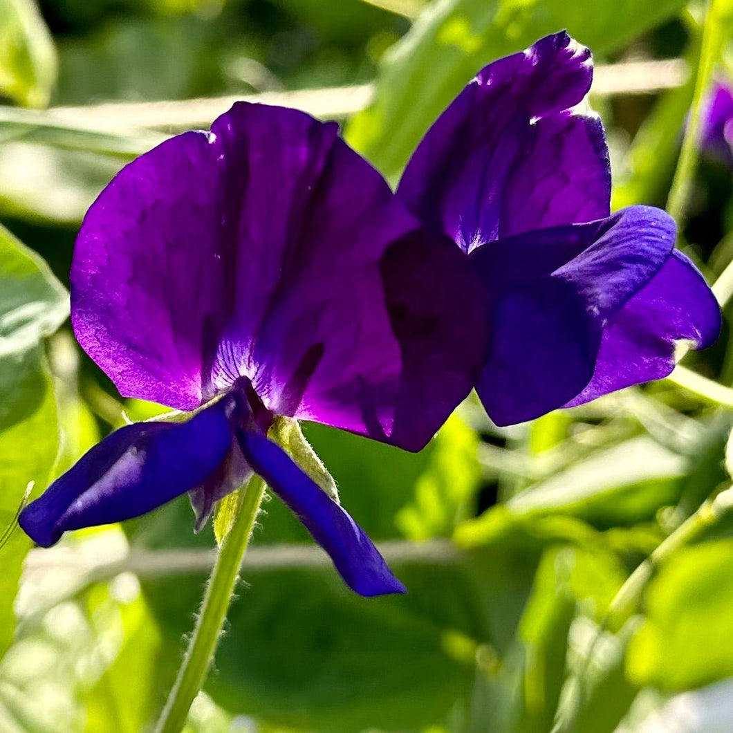 Sweet Pea ‘My Navy’ Seeds - Hollyhock Hill