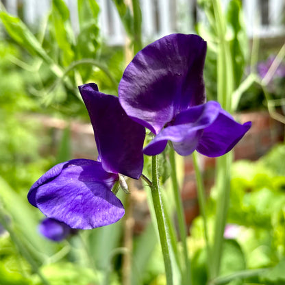 Sweet Pea ‘My Navy’ Seeds - Hollyhock Hill