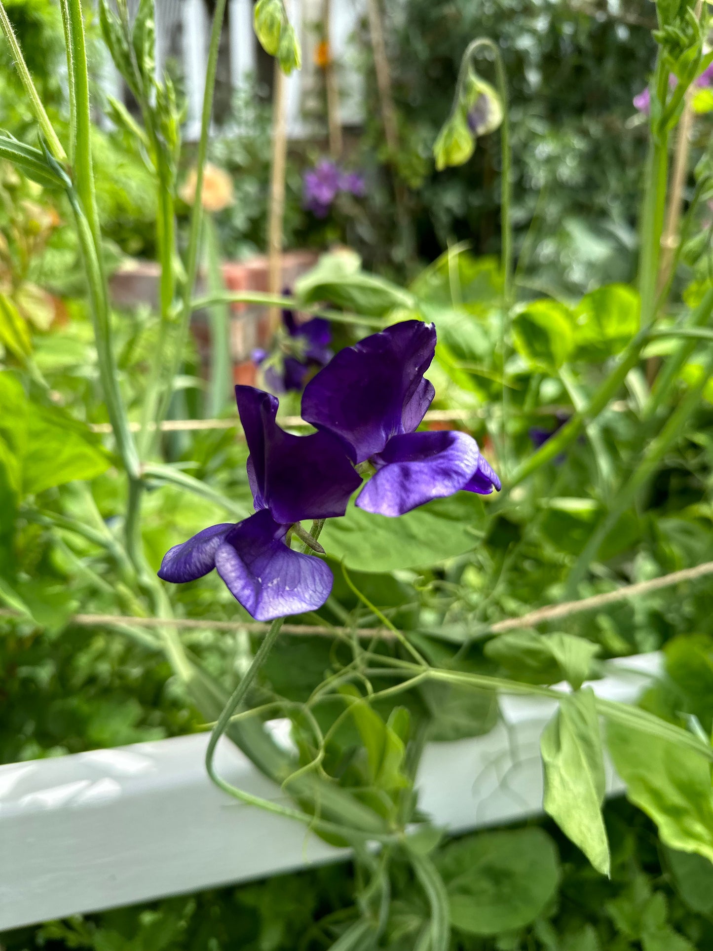 Sweet Pea ‘My Navy’ Seeds - Hollyhock Hill