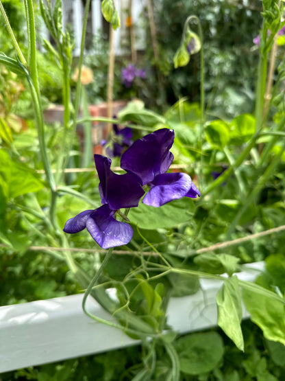 Sweet Pea ‘My Navy’ Seeds - Hollyhock Hill