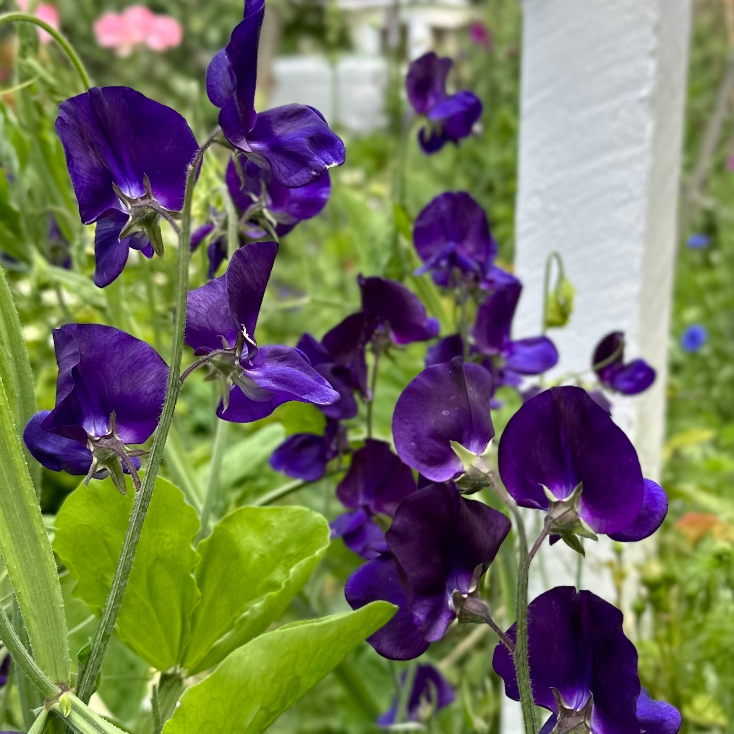 Sweet Pea ‘My Navy’ Seeds - Hollyhock Hill