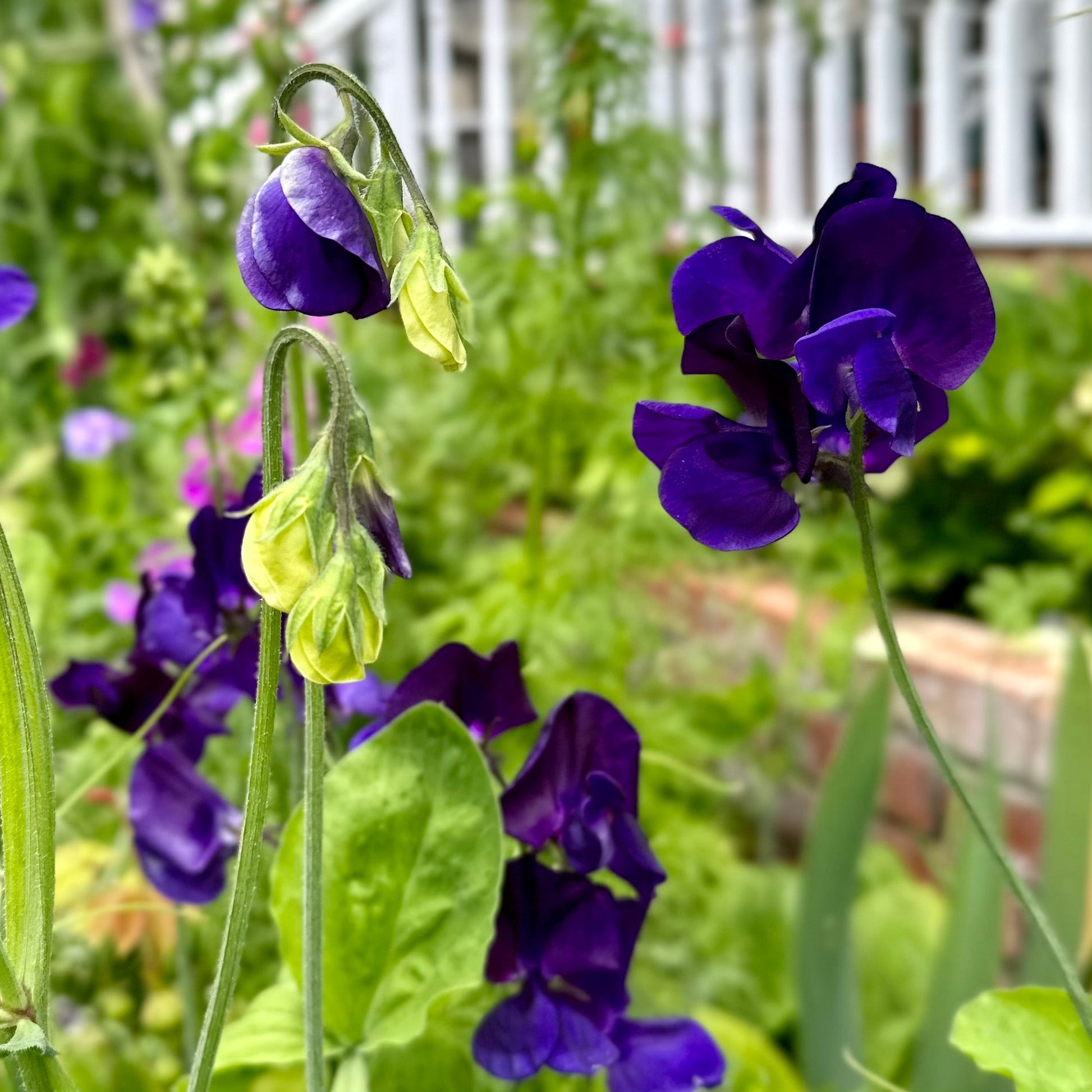 Sweet Pea ‘My Navy’ Seeds - Hollyhock Hill