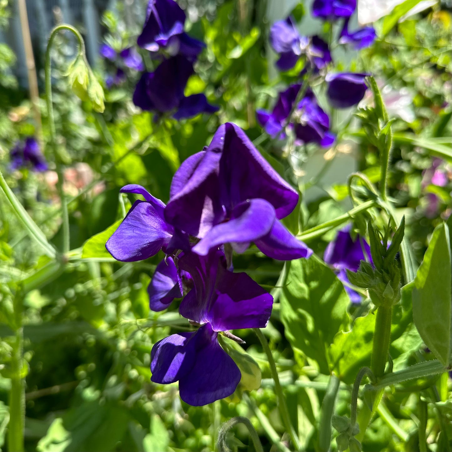 Sweet Pea ‘My Navy’ Seeds - Hollyhock Hill