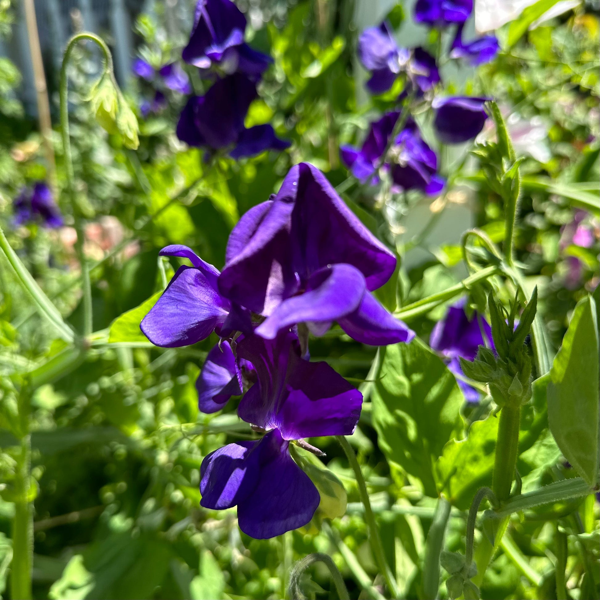 Sweet Pea ‘My Navy’ Seeds - Hollyhock Hill