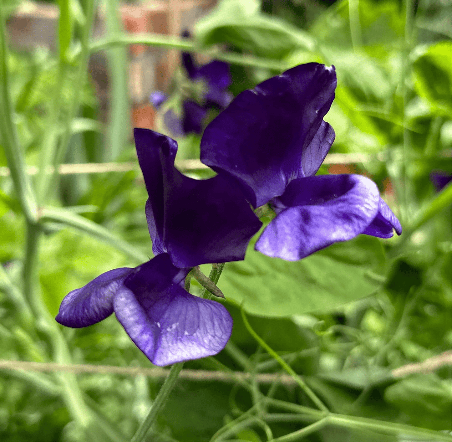 Sweet Pea ‘My Navy’ Seeds. Available in February 2025. - Hollyhock Hill