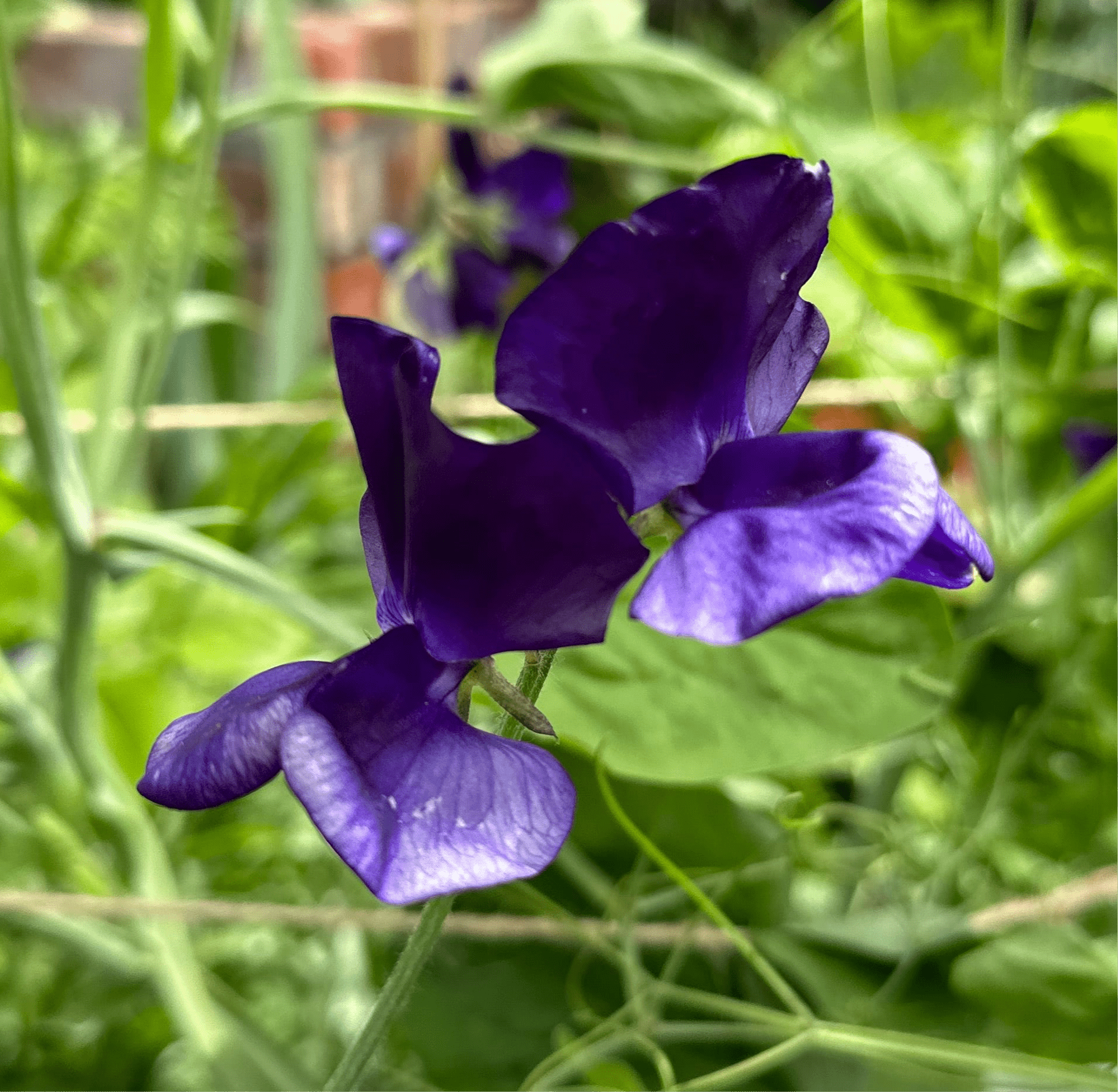 Sweet Pea ‘My Navy’ Seeds. Available in February 2025. - Hollyhock Hill