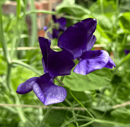 Sweet Pea ‘My Navy’ Seeds. Available in February 2025. - Hollyhock Hill