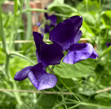 Load image into Gallery viewer, Sweet Pea ‘My Navy’ Seeds. Available in February 2025. - Hollyhock Hill
