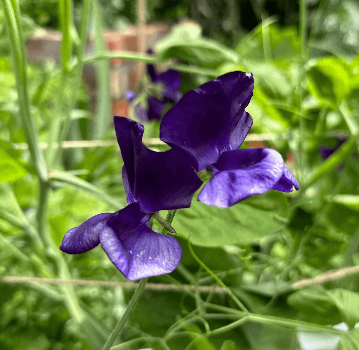 Sweet Pea ‘My Navy’ Seeds. Available in February 2025. - Hollyhock Hill
