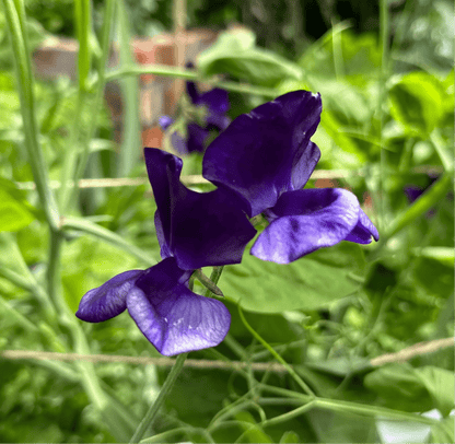 Sweet Pea ‘My Navy’ Seeds. Available in February 2025. - Hollyhock Hill