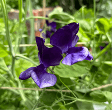 Load image into Gallery viewer, Sweet Pea ‘My Navy’ Seeds. Available in February 2025. - Hollyhock Hill
