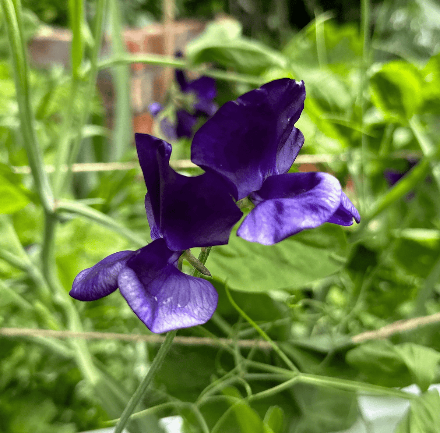 Sweet Pea ‘My Navy’ Seeds. Available in February 2025. - Hollyhock Hill