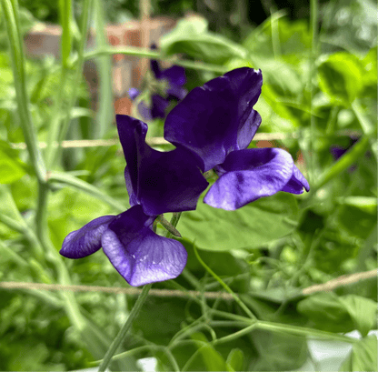 Sweet Pea ‘My Navy’ Seeds. Available in February 2025. - Hollyhock Hill
