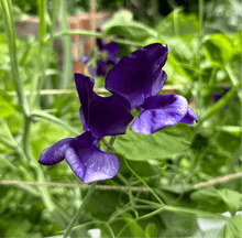 Load image into Gallery viewer, Sweet Pea ‘My Navy’ Seeds. Available in February 2025. - Hollyhock Hill
