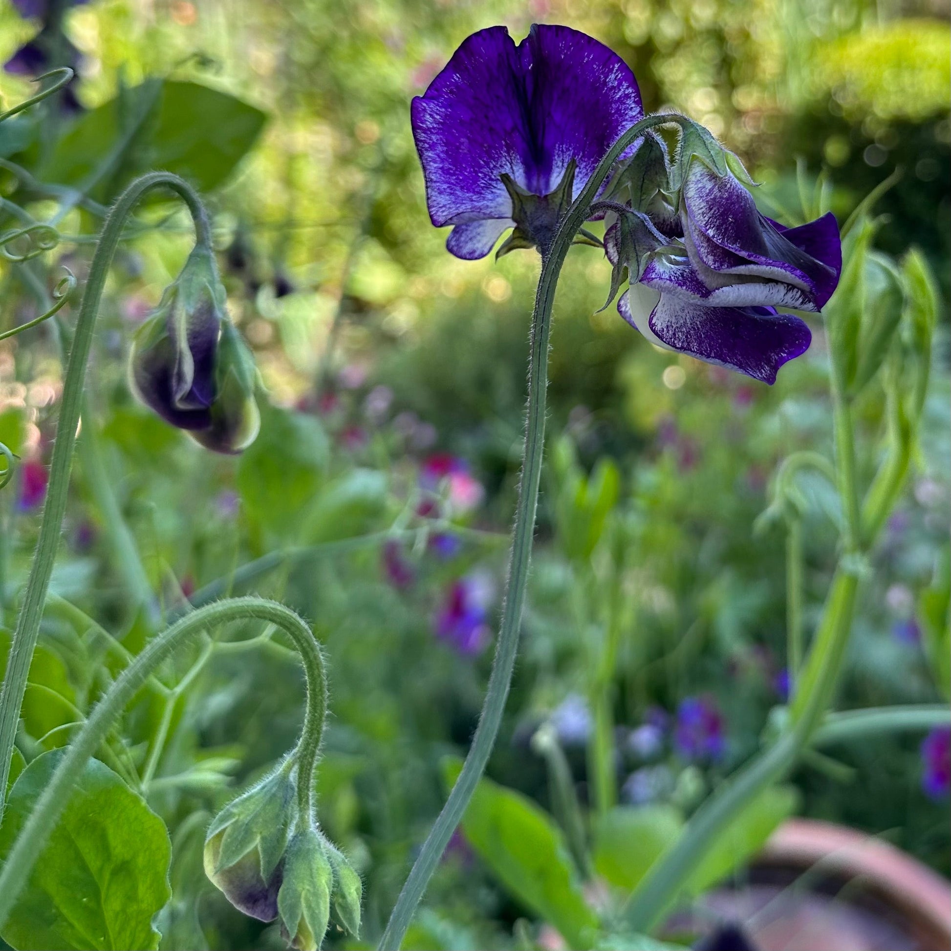 Sweet Pea ‘Nimbus’ Seeds COMING SOON - Hollyhock Hill