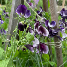 Load image into Gallery viewer, Sweet Pea ‘Nimbus’ Seeds COMING SOON - Hollyhock Hill
