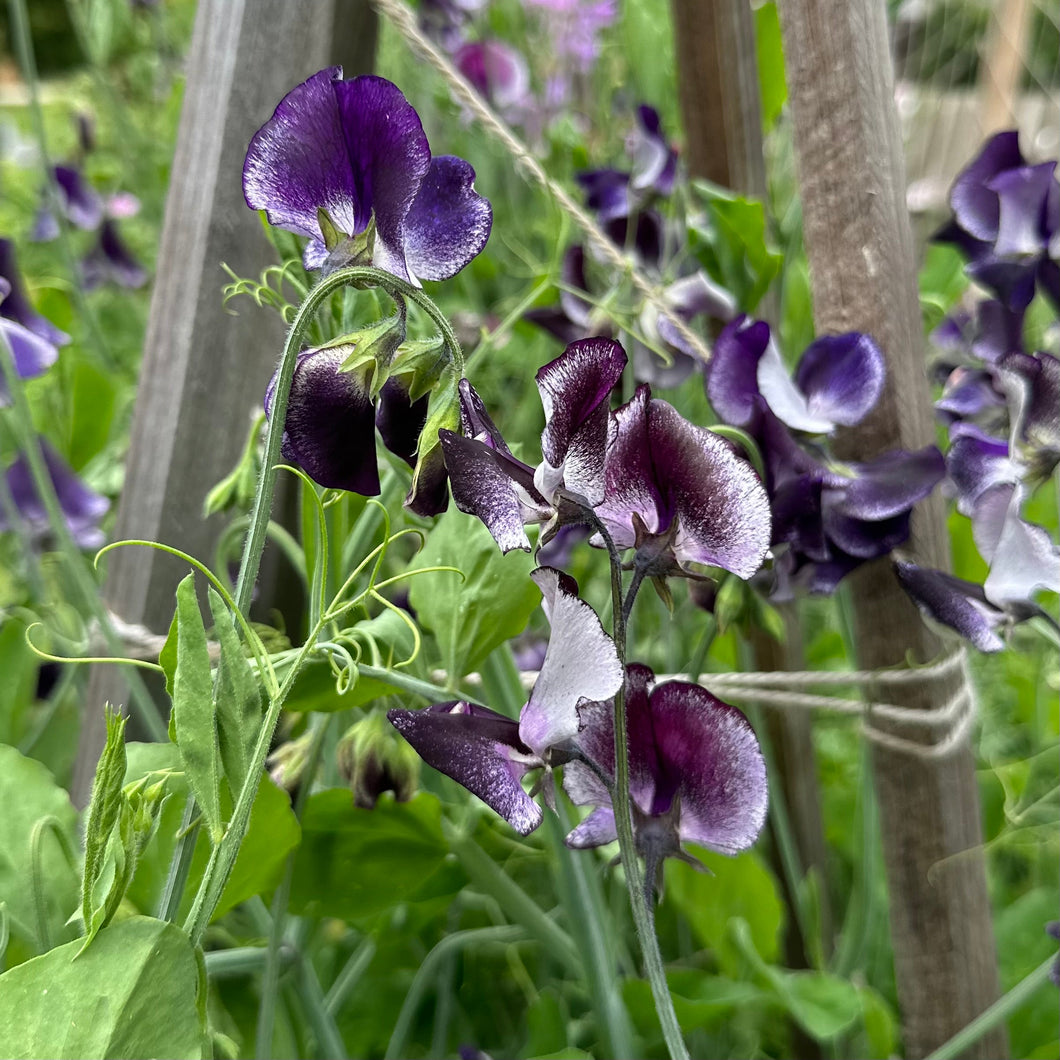 Sweet Pea ‘Nimbus’ Seeds COMING SOON - Hollyhock Hill