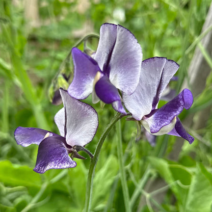 Sweet Pea ‘Nimbus’ Seeds COMING SOON - Hollyhock Hill