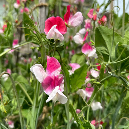 Sweet Pea ‘Painted Lady’ Seeds COMING SOON - Hollyhock Hill