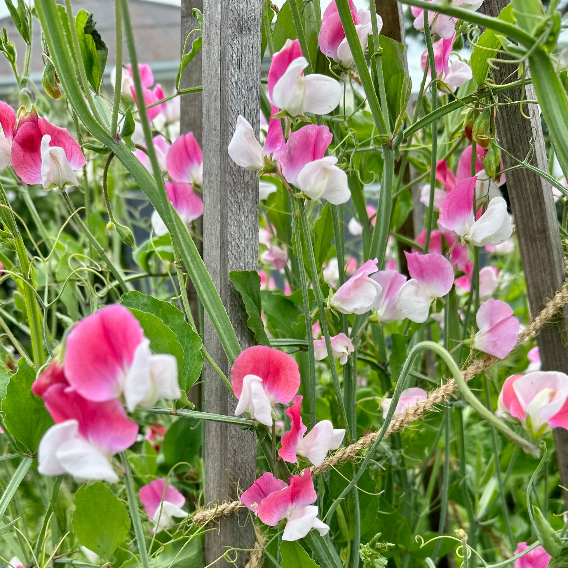 Sweet Pea ‘Painted Lady’ Seeds COMING SOON - Hollyhock Hill