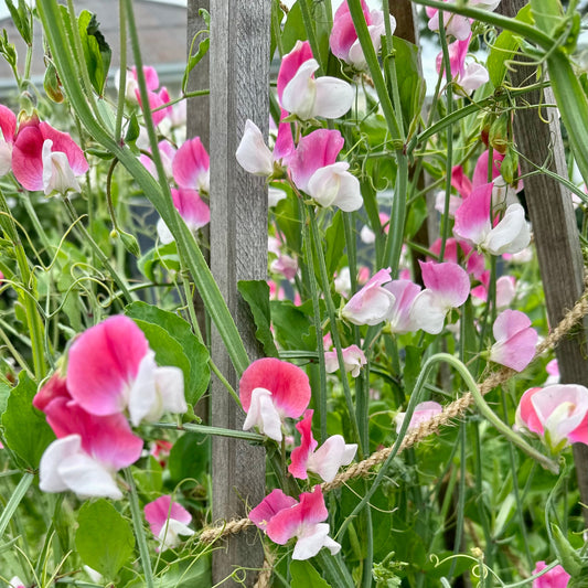 Sweet Pea ‘Painted Lady’ Seeds COMING SOON - Hollyhock Hill