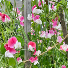 Load image into Gallery viewer, Sweet Pea ‘Painted Lady’ Seeds COMING SOON - Hollyhock Hill
