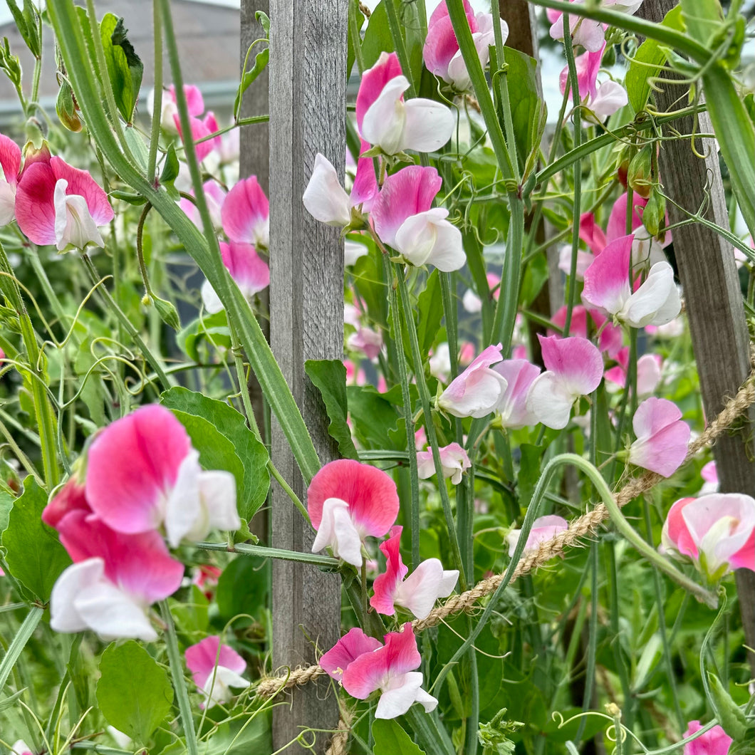 Sweet Pea ‘Painted Lady’ Seeds COMING SOON - Hollyhock Hill