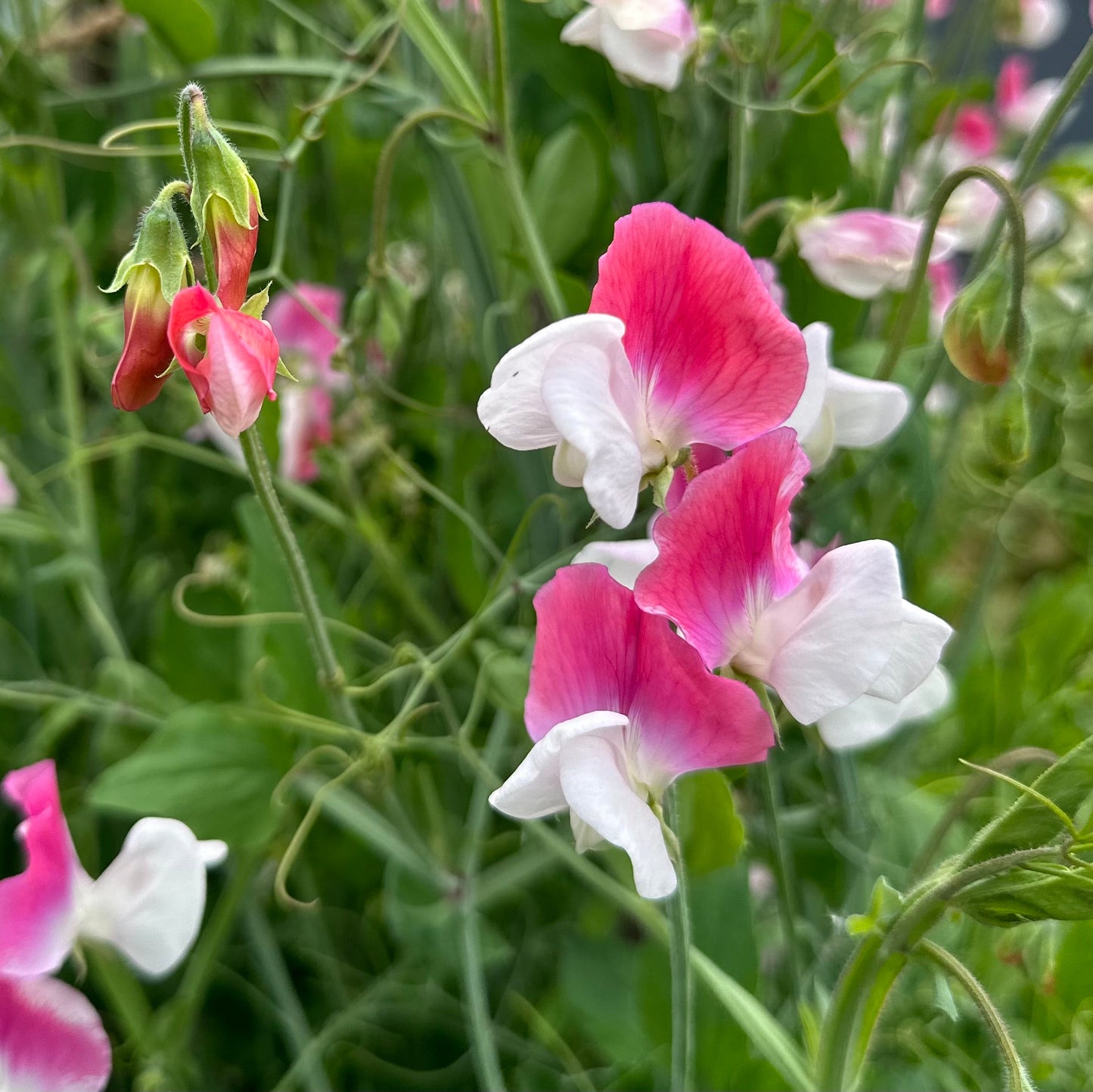 Sweet Pea ‘Painted Lady’ Seeds COMING SOON - Hollyhock Hill