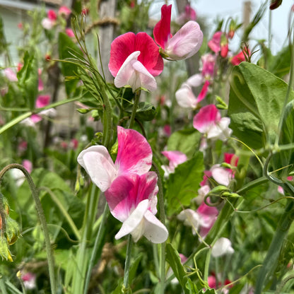 Sweet Pea ‘Painted Lady’ Seeds COMING SOON - Hollyhock Hill