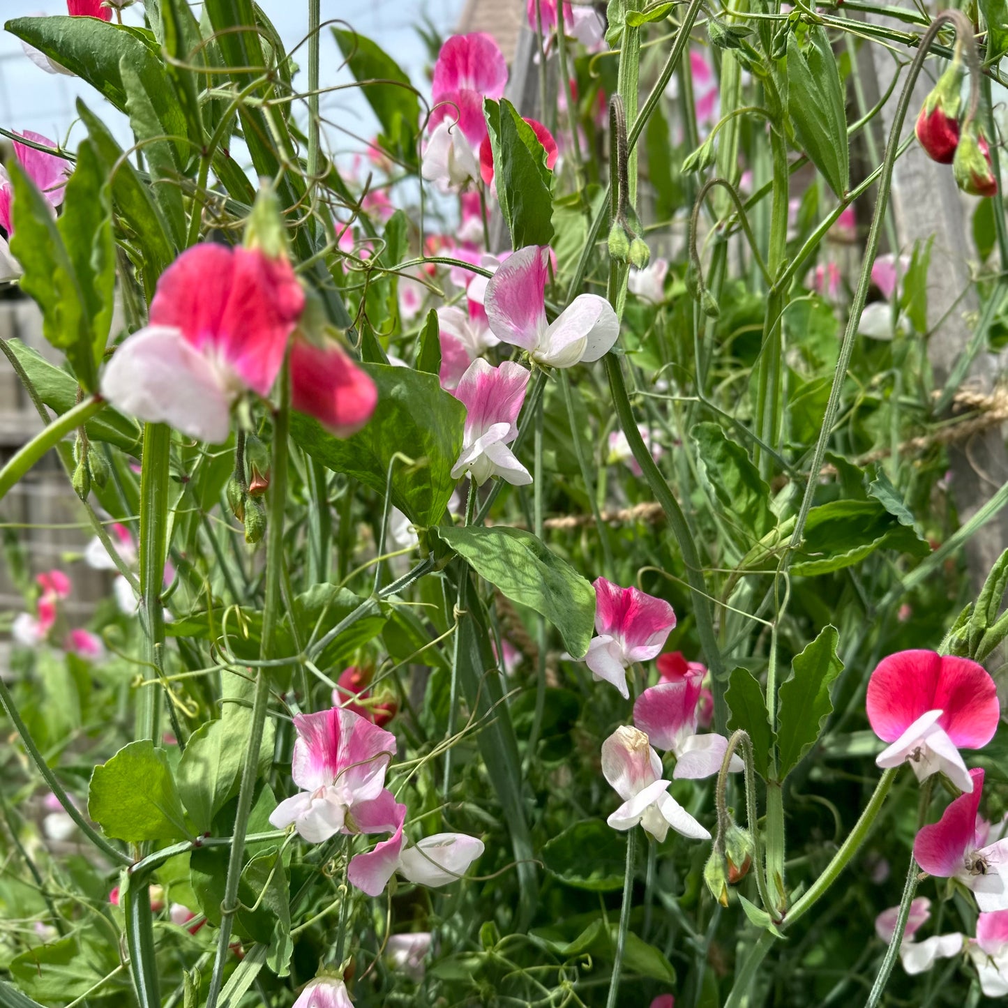 Sweet Pea ‘Painted Lady’ Seeds COMING SOON - Hollyhock Hill
