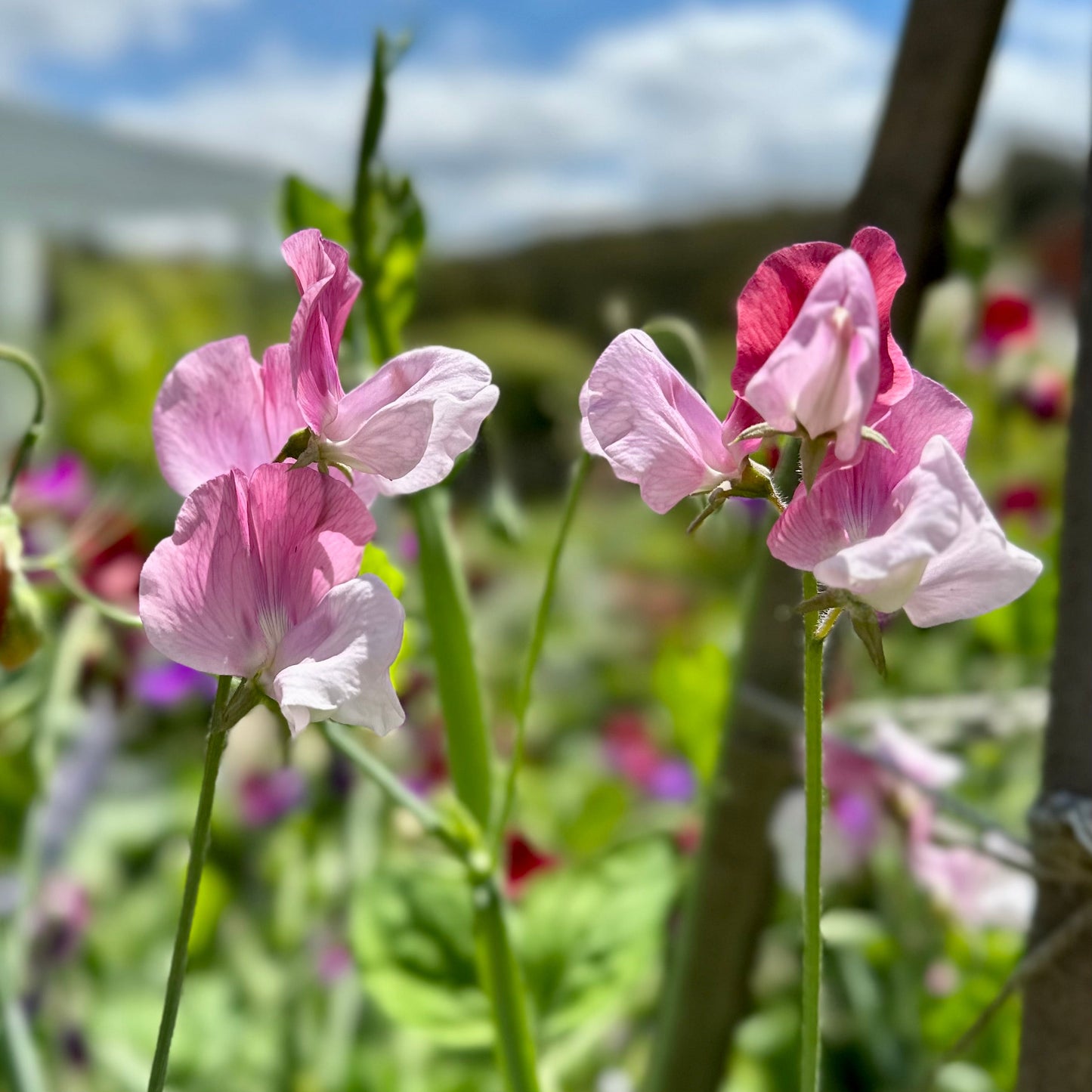 Sweet Pea ‘Pastel Mix’ Seeds COMING SOON - Hollyhock Hill