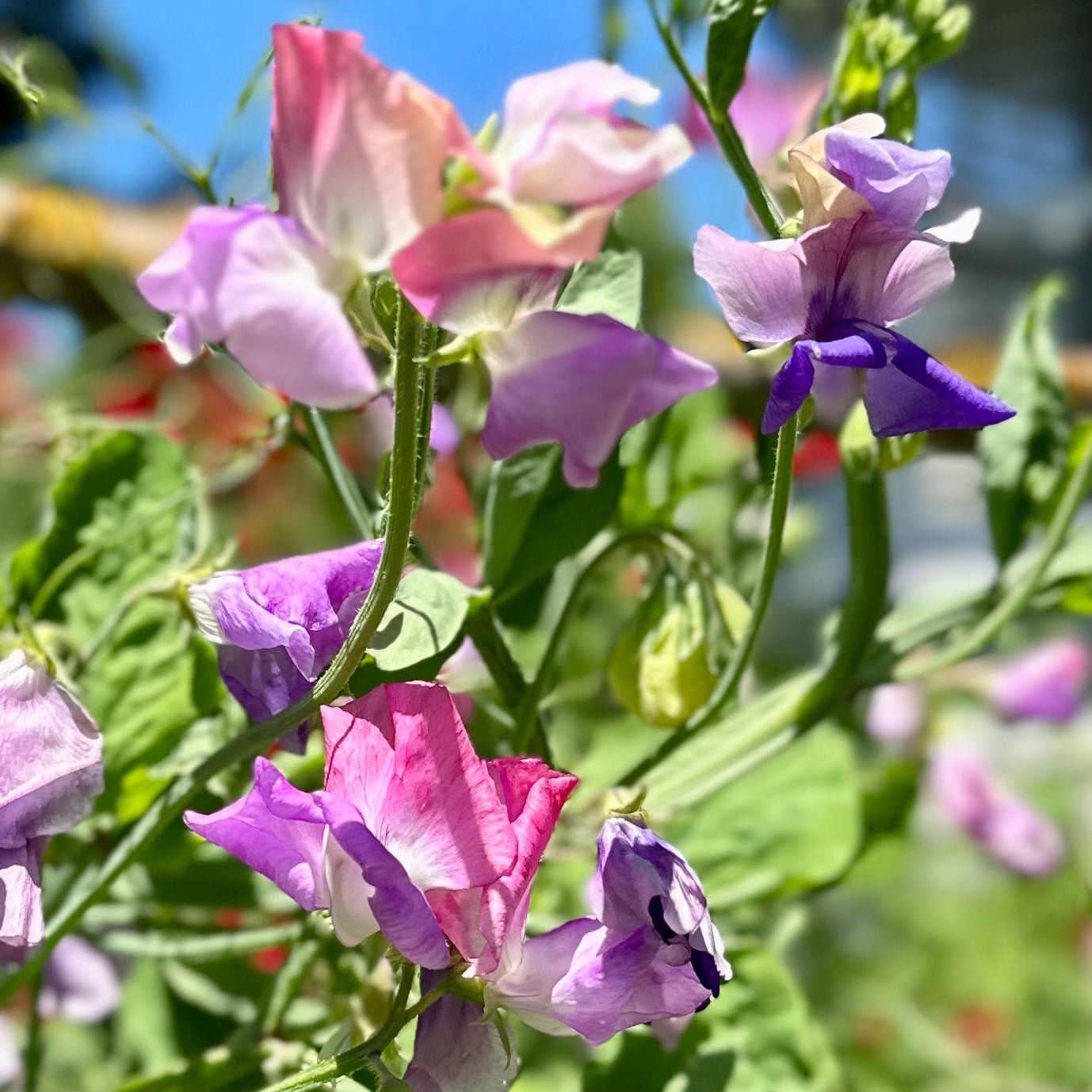 Sweet Pea ‘Pastel Mix’ Seeds COMING SOON - Hollyhock Hill