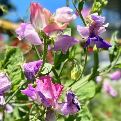 Sweet Pea ‘Pastel Mix’ Seeds COMING SOON - Hollyhock Hill