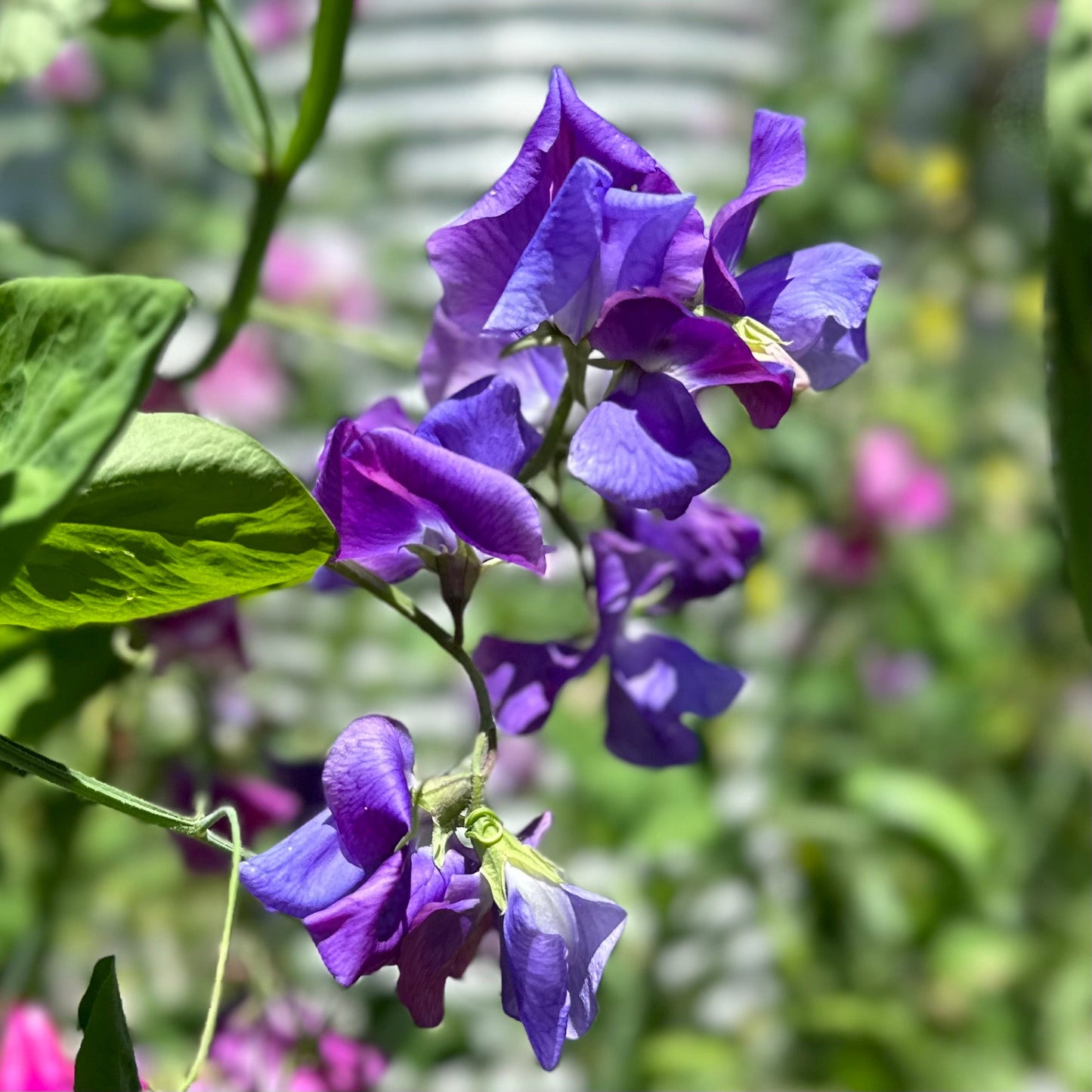 Sweet Pea ‘Pastel Mix’ Seeds COMING SOON - Hollyhock Hill