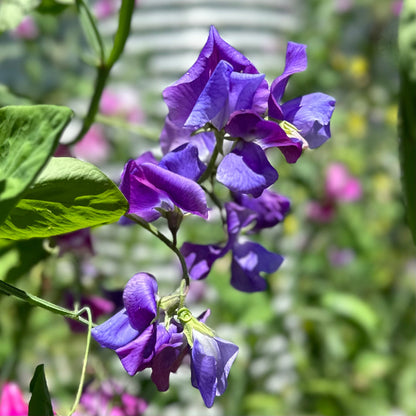Sweet Pea ‘Pastel Mix’ Seeds COMING SOON - Hollyhock Hill