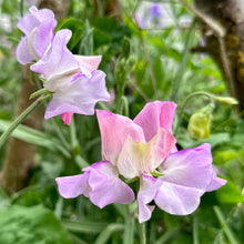 Load image into Gallery viewer, Sweet Pea ‘Pastel Mix’ Seeds COMING SOON - Hollyhock Hill
