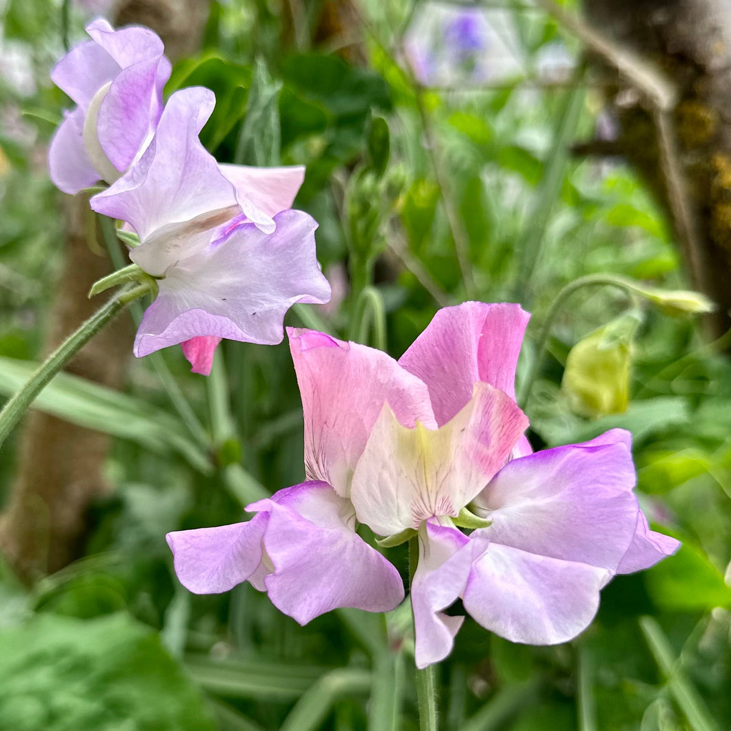 Sweet Pea ‘Pastel Mix’ Seeds COMING SOON - Hollyhock Hill