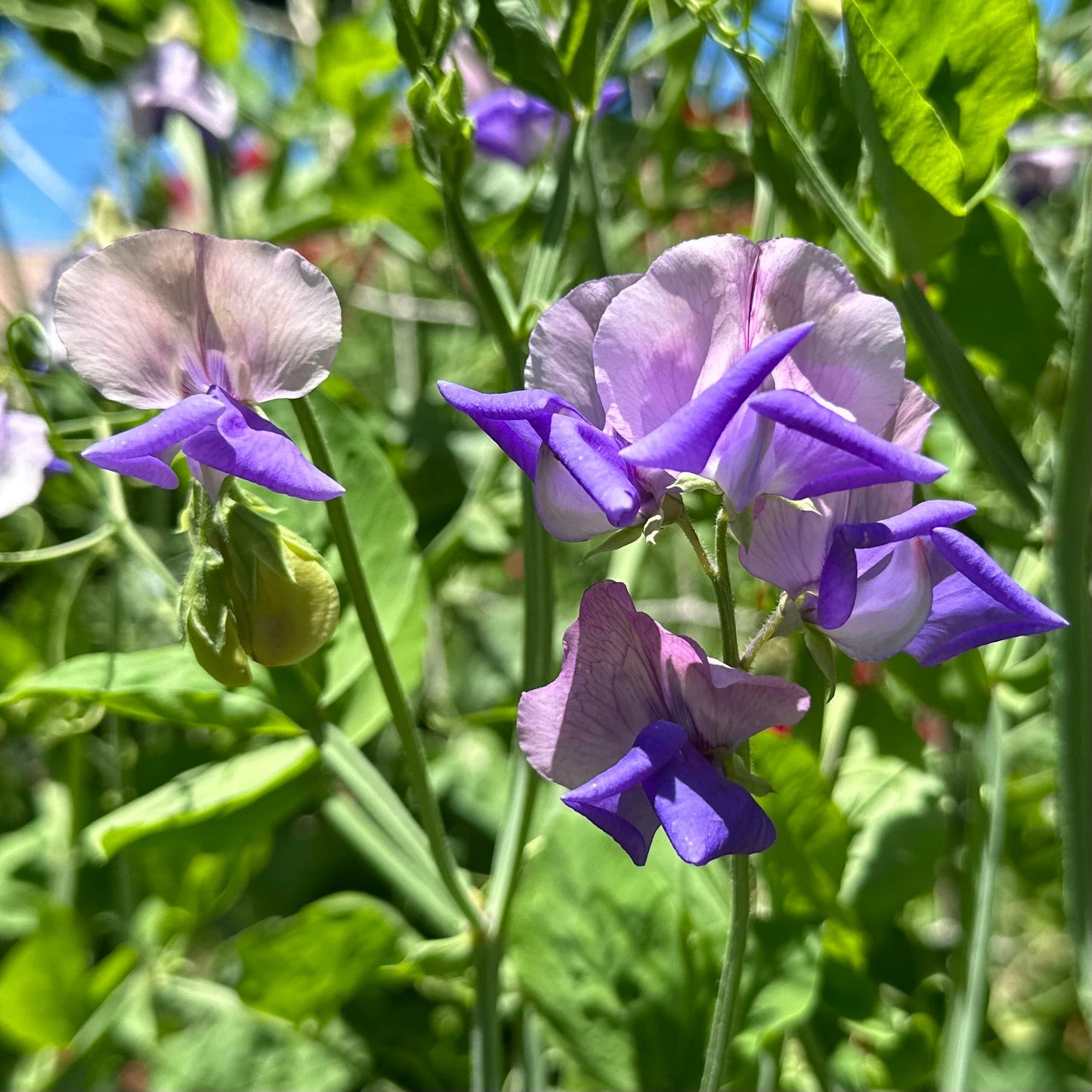 Sweet Pea ‘Pastel Mix’ Seeds COMING SOON - Hollyhock Hill