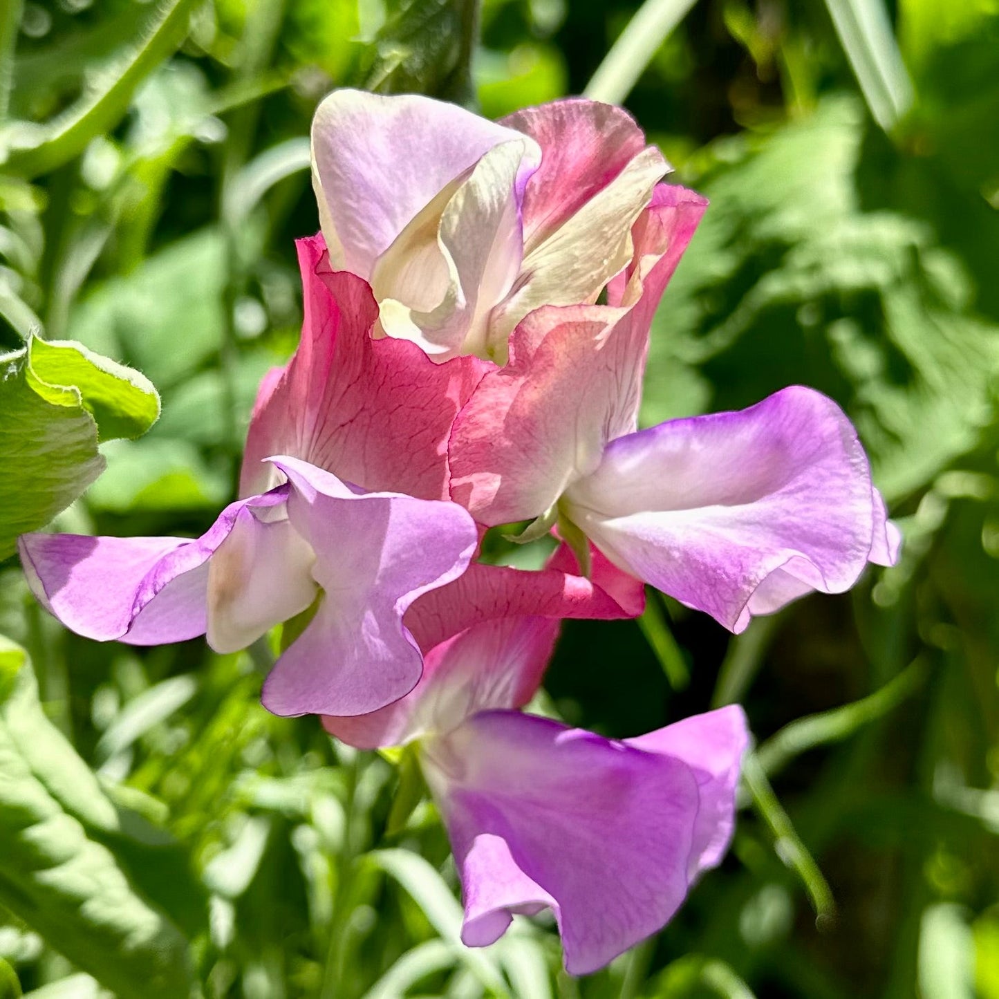 Sweet Pea ‘Pastel Mix’ Seeds COMING SOON - Hollyhock Hill