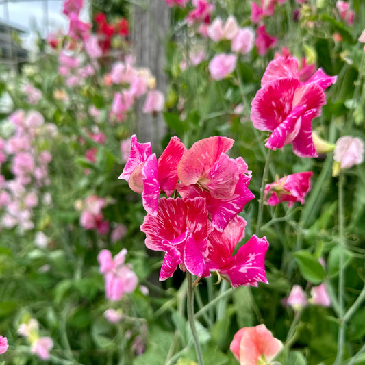 Sweet Pea ‘Pink Mix’ Seeds COMING SOON - Hollyhock Hill