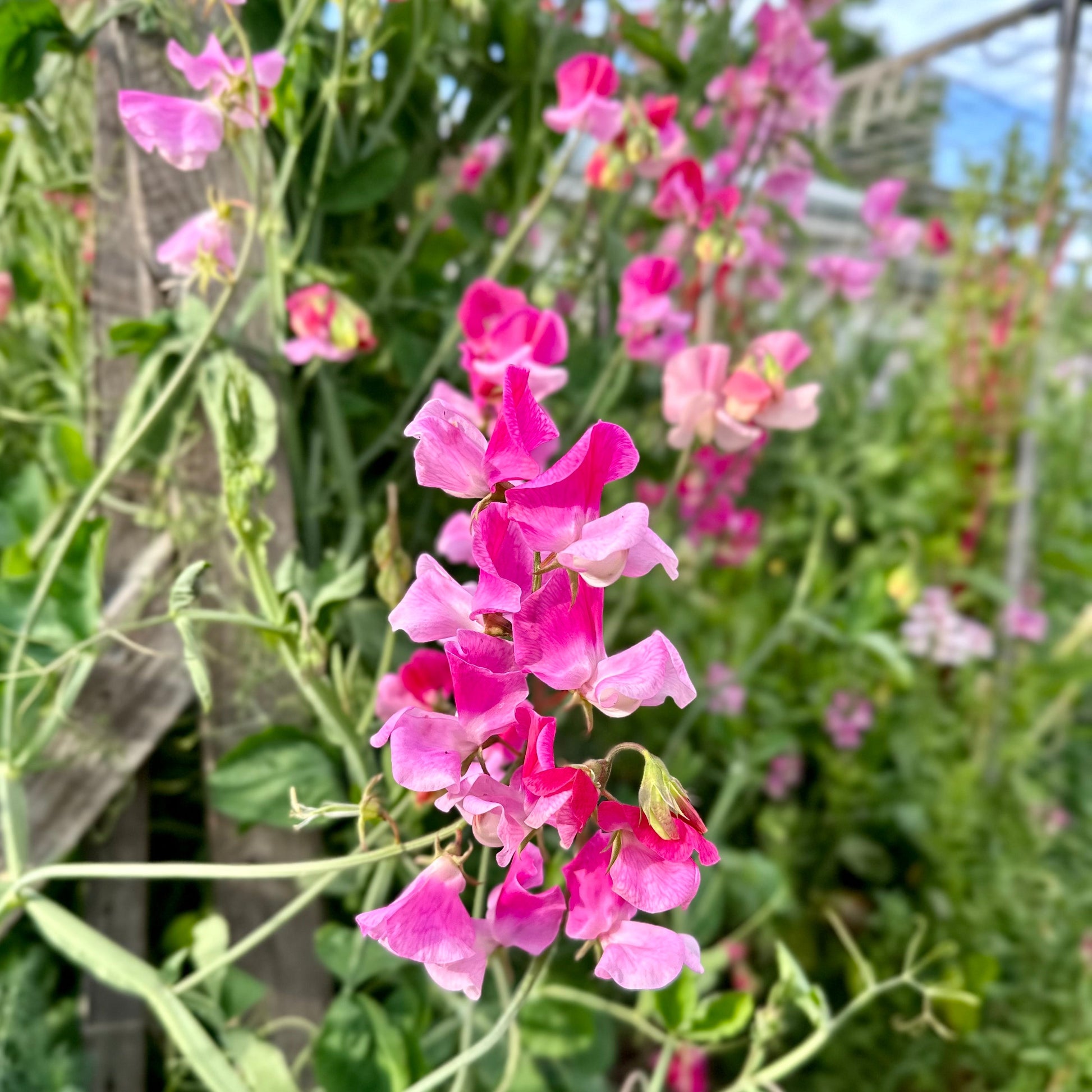 Sweet Pea ‘Pink Mix’ Seeds COMING SOON - Hollyhock Hill