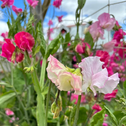 Sweet Pea ‘Pink Mix’ Seeds COMING SOON - Hollyhock Hill